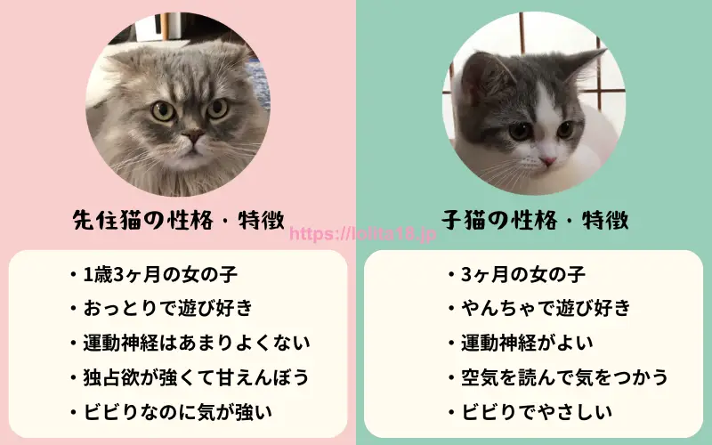 飼い猫（先住猫と子猫）の性格や特徴の図解（イラスト画像）