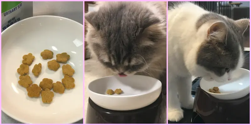ユリナリーS/Oトリーツを喜んで食べる猫の画像