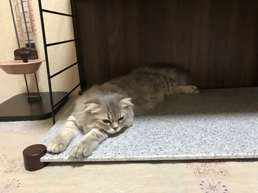 大理石ベッドで寝る飼い猫の画像