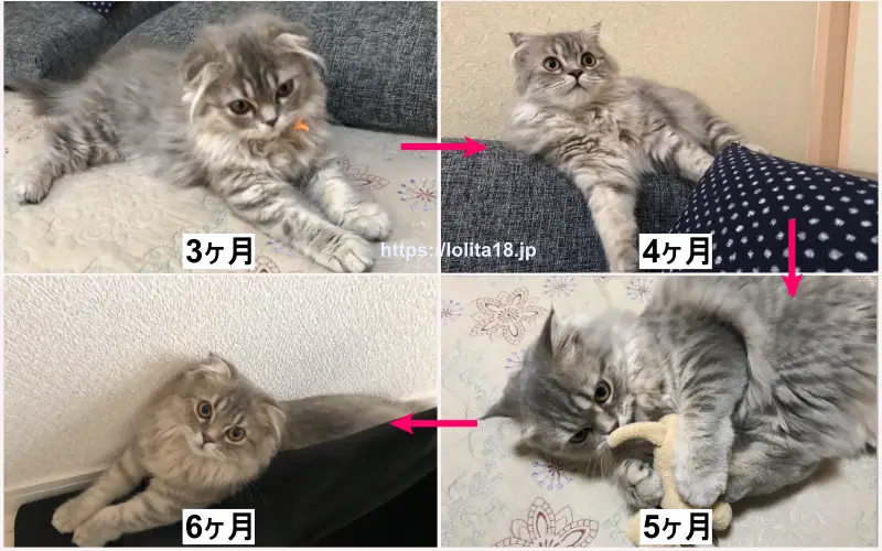 マンチカン子猫3ヶ月～6ヶ月までの成長画像