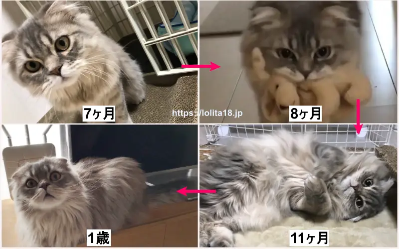 マンチカン猫7ヶ月～1歳までの成長画像