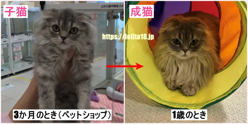 飼い猫マンチカンの子猫（3ヶ月）のときと成猫（1歳）のときの比較画像