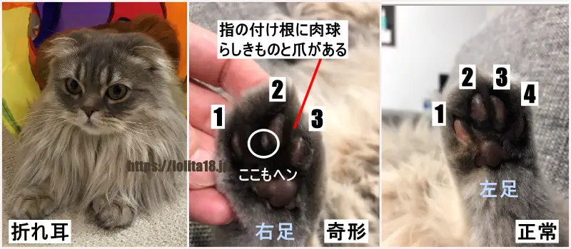 マンチカン猫の折れ耳の画像と足の指が変形している画像