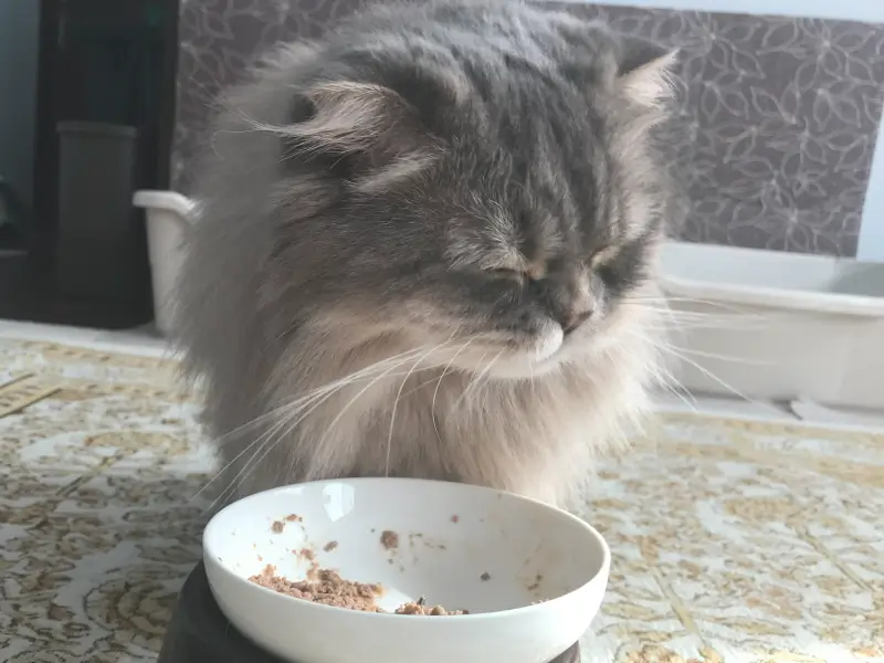 療法食を美味しそうに食べる飼い猫の画像